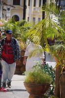 Eine Anhängerin der Santería im Status des 