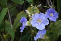 Blüten in der Sierra de Escambray