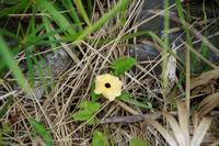 Schwarzäugige Susanne