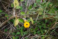 Schwarzäugige Susanne