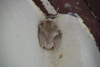 Kröte in Hausecke (unter dem Dach!)