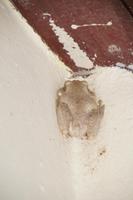 Kröte in Hausecke (unter dem Dach!)