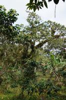 Kaffeepflanzung in der Sierra de Escambray