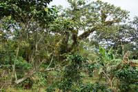 Kaffeepflanzung in der Sierra de Escambray