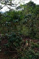 Kaffeepflanzung in der Sierra de Escambray