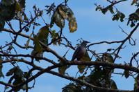 Kubanische Rotfußdrossel