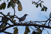 Kubanische Rotfußdrossel