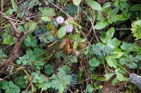 In der Sierra de Escambray