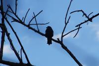 Tocororo (leider im Gegenlicht)