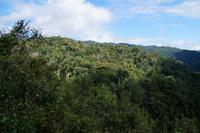 Nebelwald in der Sierra de Escambray