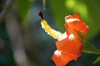 Hibiskusblüte
