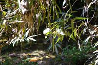 Blüten des Pomarrosa-Baums