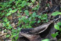 Dieser kleine orange-schwarze Vogel war nicht scheu, aber auch nicht leicht zu fotografieren 