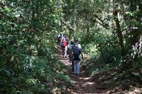 Auf dem Marsch durch den Nebelwald 