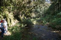 Auf dem Marsch durch den Nebelwald 