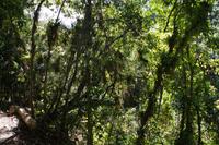 Bromelien hängen in den Bäumen 