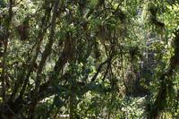 Bromelien hängen in den Bäumen 