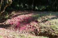 Der Boden ist lila von den Blütenblättern des Rasierpinselbaums 