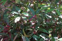 Die Blütenblätter des Rasierpinselbaums liegen überall