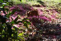 Schweinchen inmitten der Blütenblätter des Rasierpinselbaums 