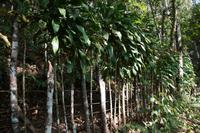 Kay sagt: jedes Stück Holz, dass man in Kuba in den Boden steckt, treibt wieder aus: Dieser Zaun unterstützt seine These