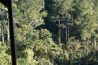 Blick in den Nebelwald