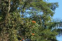 Afrikanischer Tulpenbaum in der Sierra de Escambray