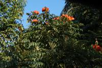 Afrikanischer Tulpenbaum in der Sierra de Escambray