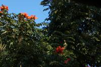 Afrikanischer Tulpenbaum in der Sierra de Escambray