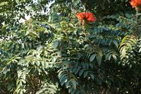 Afrikanischer Tulpenbaum in der Sierra de Escambray