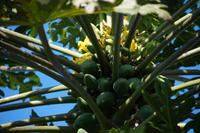 Papaya-Blüte und kleine Papayas. Papaya heißt auf Kuba 