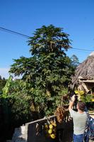 Papayastrauch hinter Verkaufsstand, Sierra de Escambray 