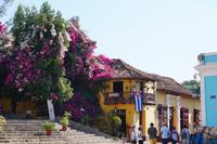 Bougainvilleablüte, Trinidad 