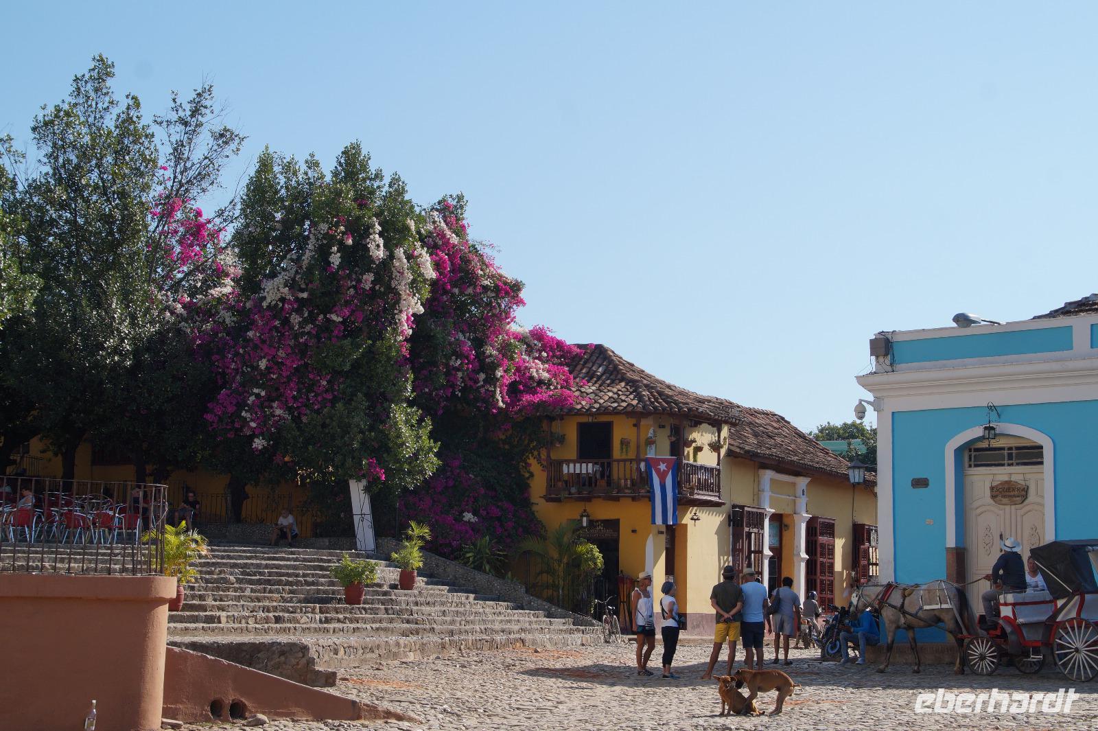 Bougainvilleablüte Trinidad 