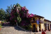 Bougainvilleablüte Trinidad 