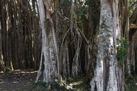 Indischer Ficus im Botanischen Garten von Cienfuegos (bei der Ortschaft Pepito Tey)