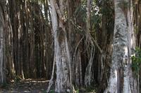 Indischer Ficus im Botanischen Garten von Cienfuegos (bei der Ortschaft Pepito Tey)