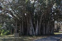 Indischer Ficus im Botanischen Garten von Cienfuegos (bei der Ortschaft Pepito Tey)