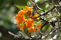 im botanischen Garten von Cienfuegos 