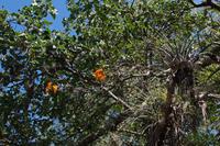 im botanischen Garten von Cienfuegos 