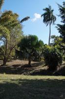 Eine ursprünglich aus Sri Lanka stammende Palme aus der Unterfamilie der Copernica