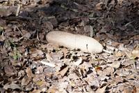 Eine harte und schwere Baumfrucht