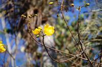 Gelb blühender Kapok