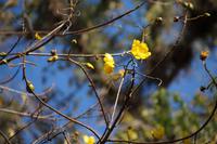 Gelb blühender Kapok