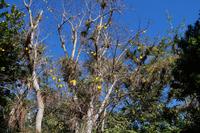 Gelb blühender Kapok mit Bromelien 