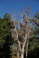 Gelb blühender Kapok