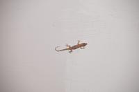 Der Mückenfänger an meiner Zimmerdecke (Los Caneyes)