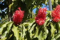 Baumblüten hinter dem Che Guevara-Mausoleum in Santa Clara 