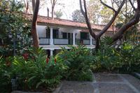 Mastix-Bäume wachsen rund um das 