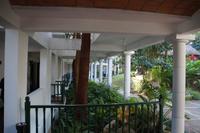 Mastix-Bäume wachsen rund um das 